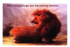 hedgehog sex