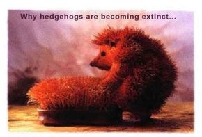 hedgehog sex