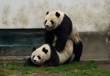 panda-style sex
