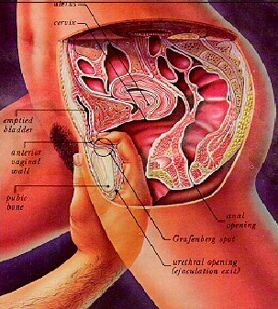 Grafenberg spot illustration