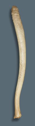 walrus oosik - penis bone